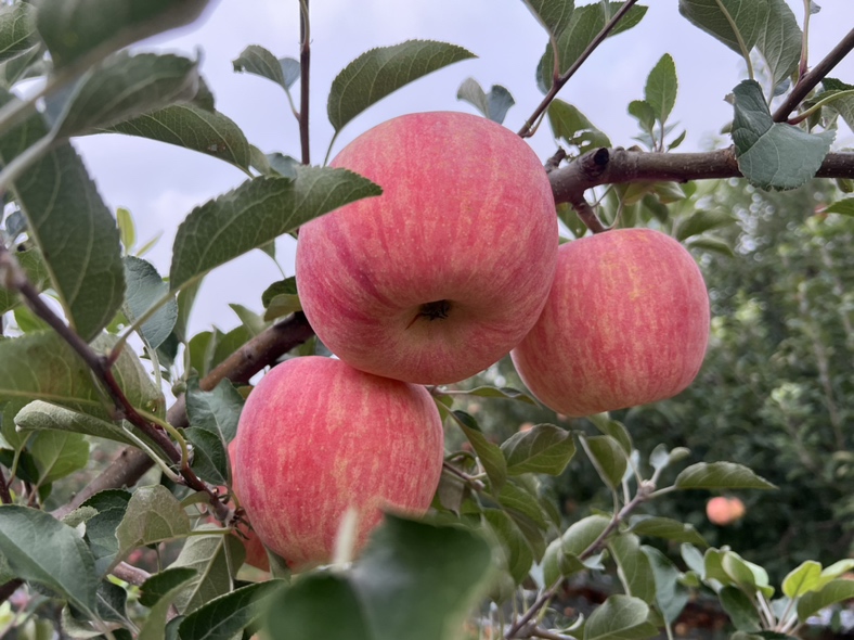 果园中挂满枝头的美八苹果,果皮呈红黄相间,色泽鲜艳 果园中成熟的美八苹果