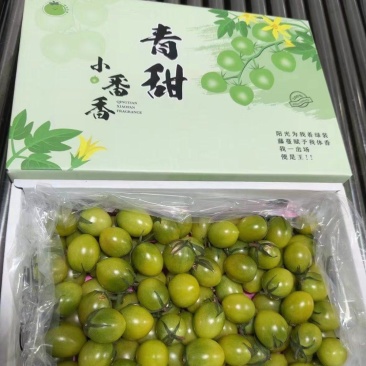 青田2号青番茄小番茄糖度12-16大量出货，欢迎电话联系