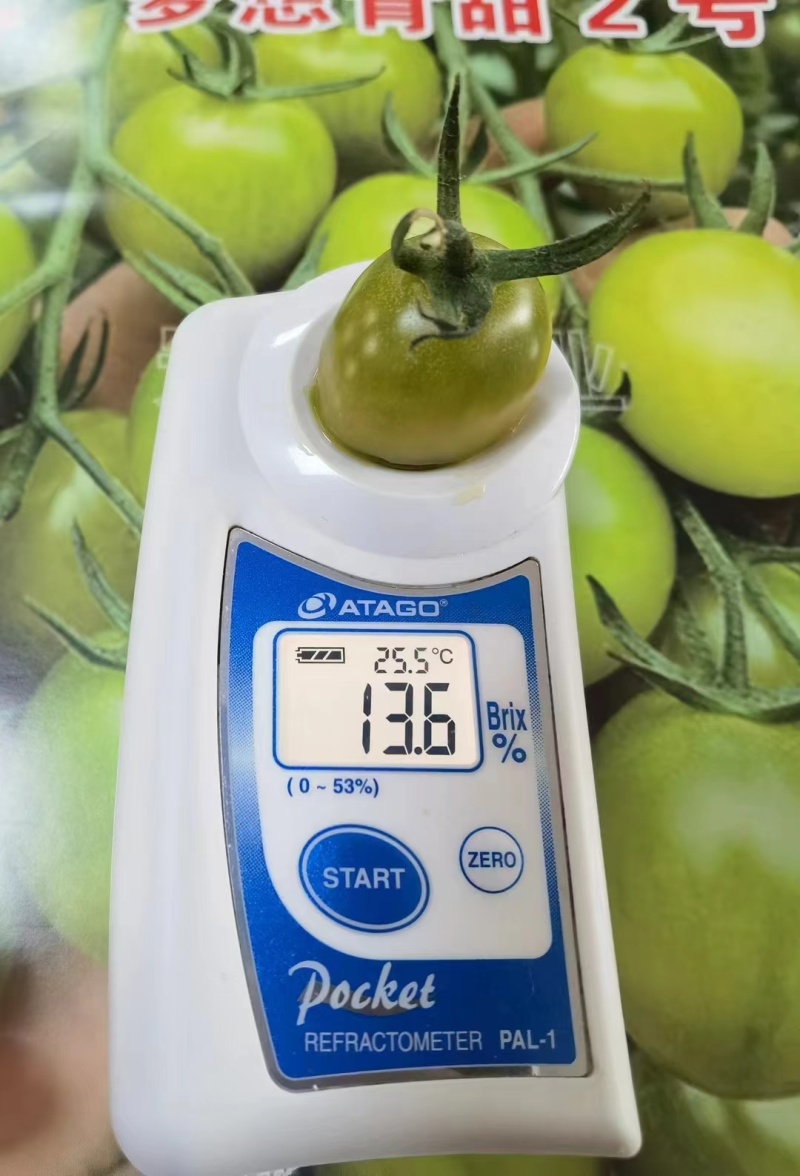 青田2号青番茄小番茄糖度12-16大量出货，欢迎电话联系