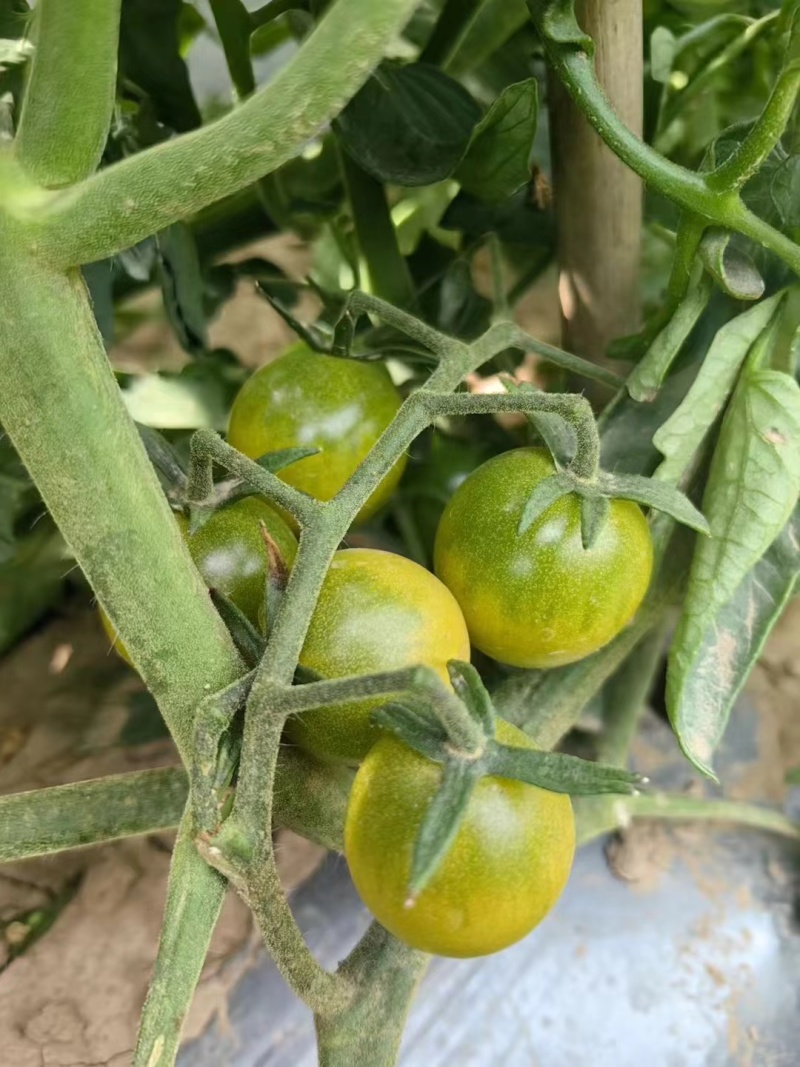 青田2号青番茄小番茄糖度12-16大量出货，欢迎电话联系