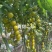 青田2号青番茄小番茄糖度12-16大量出货，欢迎电话联系