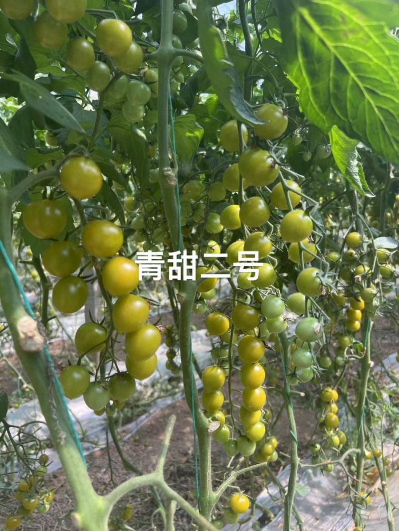 青田2号青番茄小番茄糖度12-16大量出货，欢迎电话联系