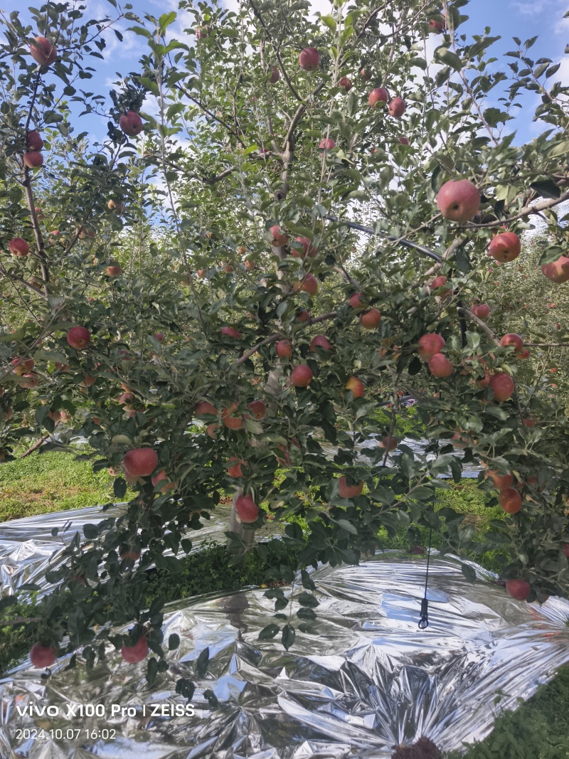 盐源糖心苹果已铺反光膜个大糖心好有需要的老板欢迎联系