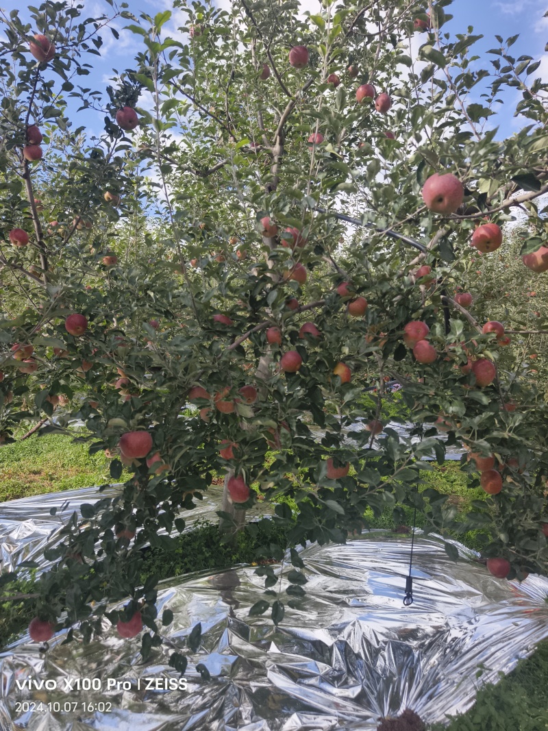 盐源糖心苹果已铺反光膜个大糖心好有需要的老板欢迎联系
