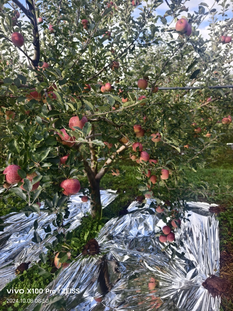 盐源糖心苹果已铺反光膜个大糖心好有需要的老板欢迎联系