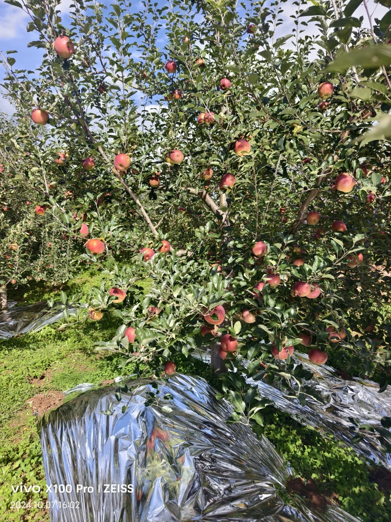 盐源糖心苹果已铺反光膜个大糖心好有需要的老板欢迎联系