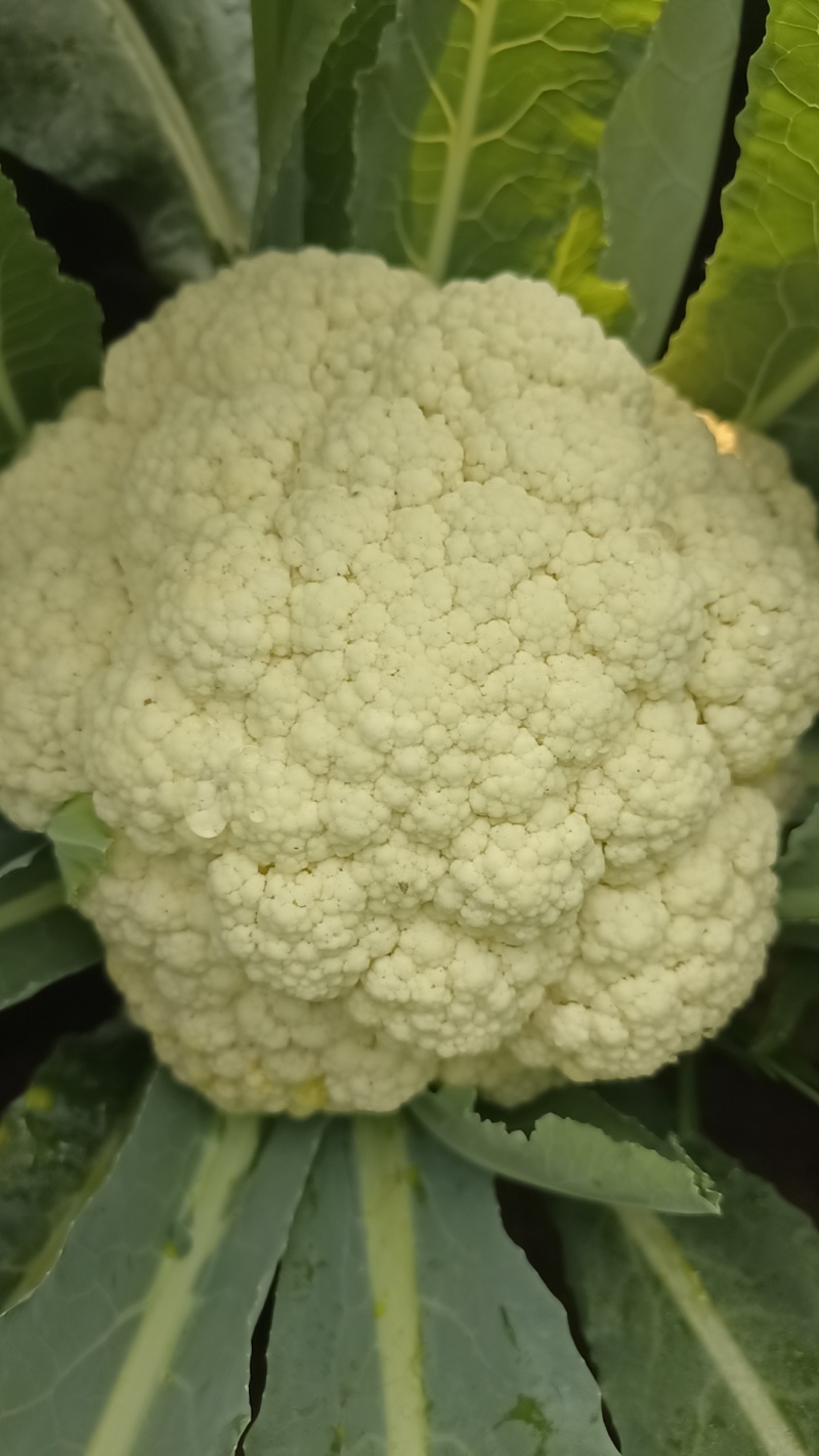 大量花菜