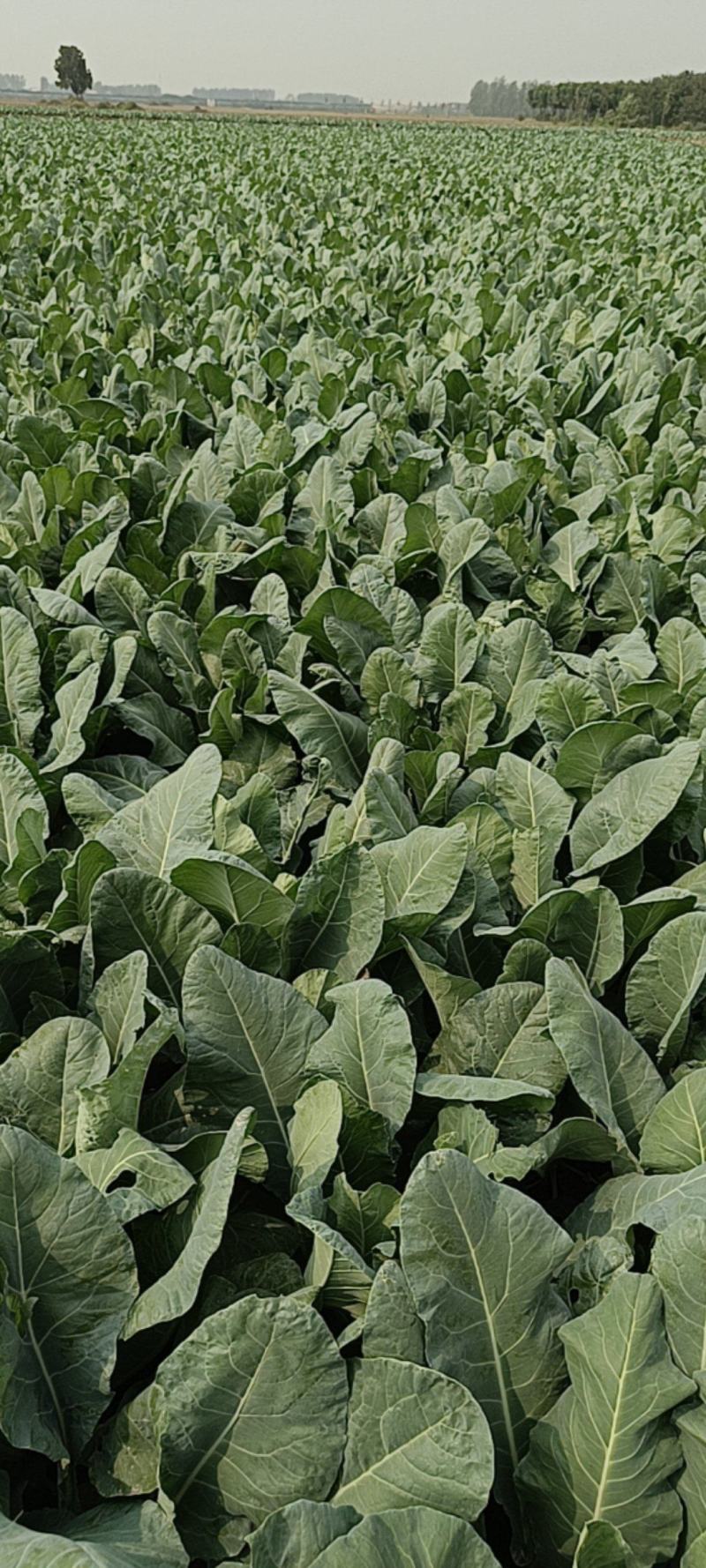 大量花菜