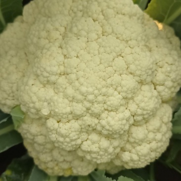 大量花菜
