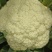 大量花菜