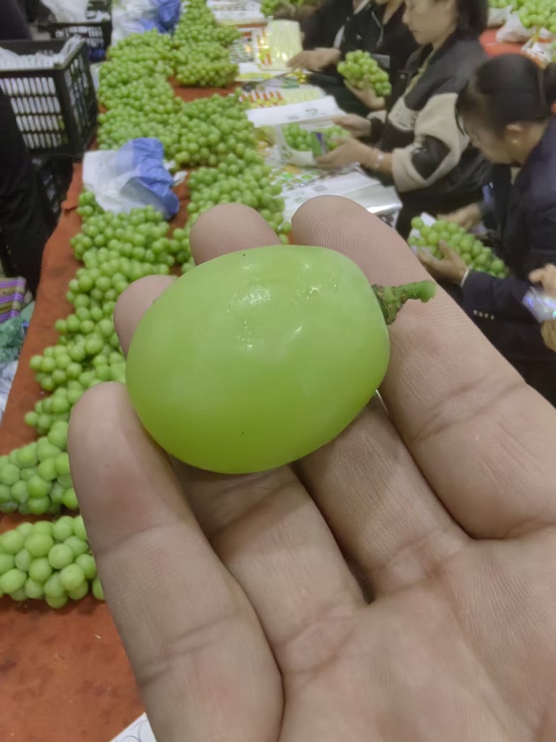 晴王阳光玫瑰葡萄东北产地直发欢迎合作共赢线上线下均可