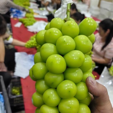 晴王阳光玫瑰葡萄东北产地直发欢迎合作共赢线上线下均可