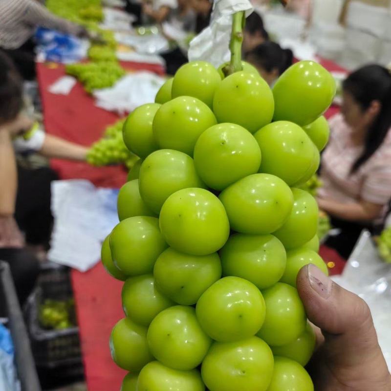 晴王阳光玫瑰葡萄东北产地直发欢迎合作共赢线上线下均可