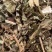 路边青【包邮】三斤起发货可批量可零售量大从优
