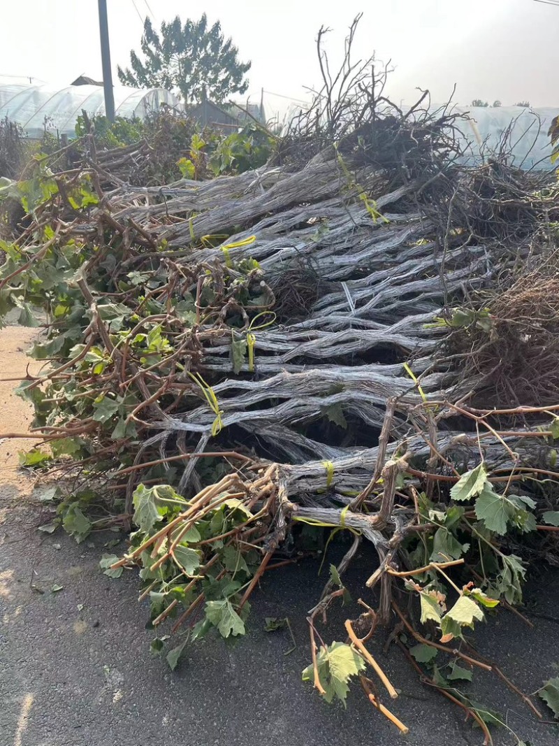 占地大葡萄树