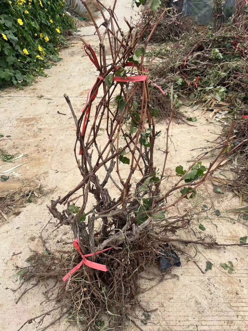 占地大葡萄树
