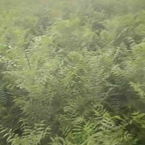 一年生文冠果树苗大量出售