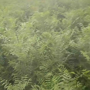 一年生文冠果树苗大量出售