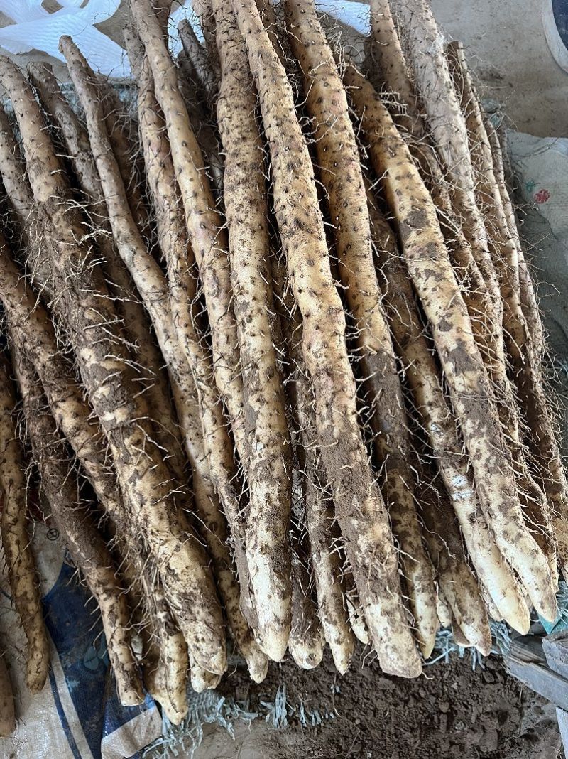 新鲜小白嘴山药河北蔬菜软糯农家淮山药铁棍山药