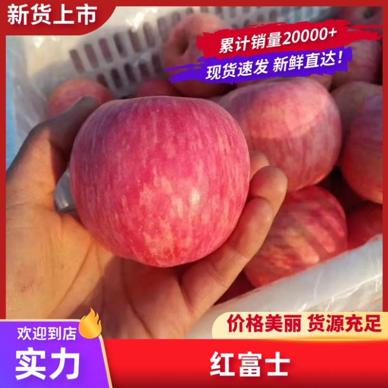【实力】山东精品红富士大量现货诚信经营供应全国欢迎！