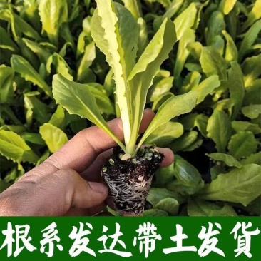 青莴苣苗带土发货
