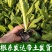 青莴苣苗带土发货