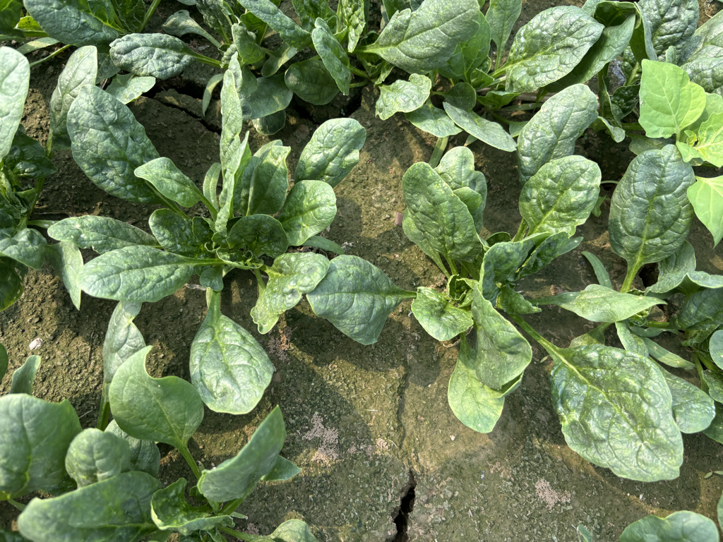 菠菜植株已明显抽苔,花茎伸出地面 菠菜抽苔现象