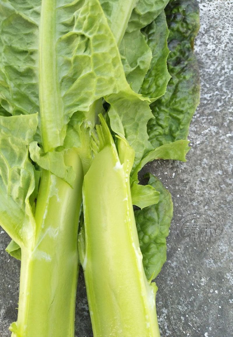 青莴苣苗带土发货