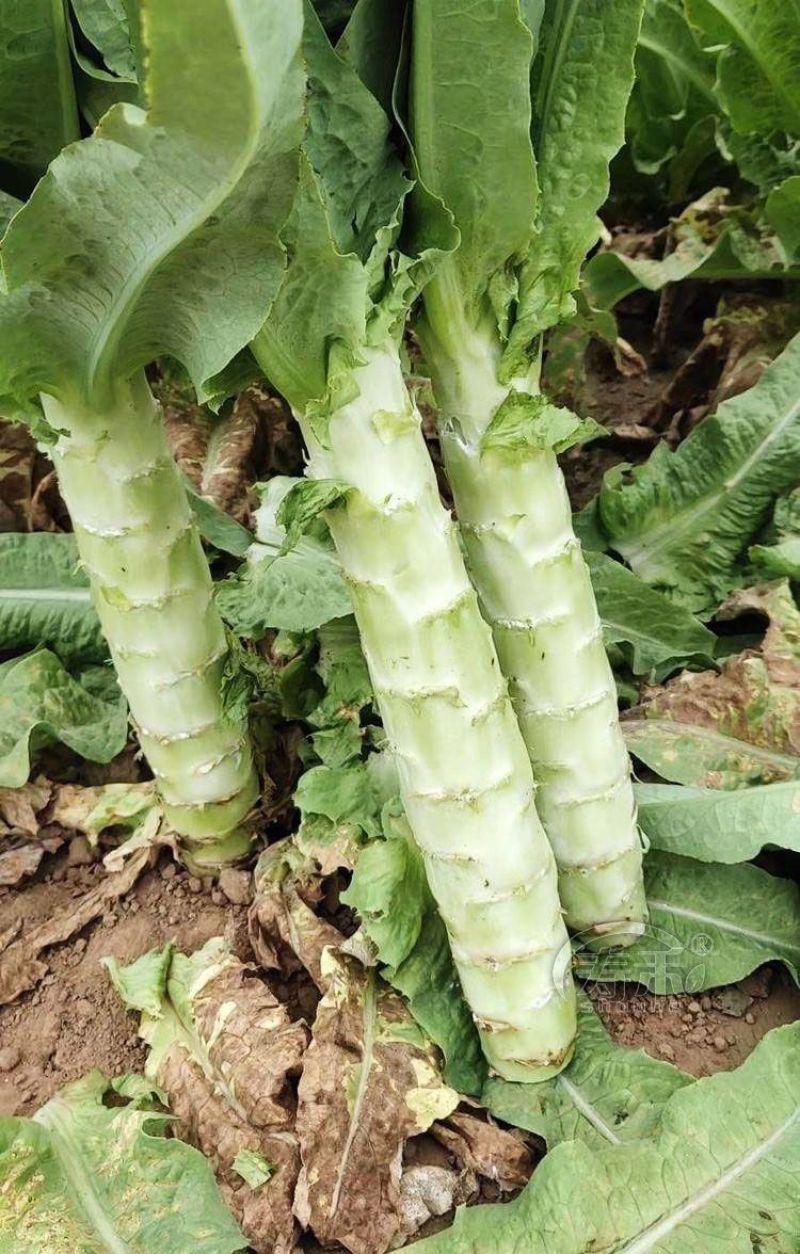 青莴苣苗带土发货