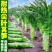 青莴苣苗带土发货