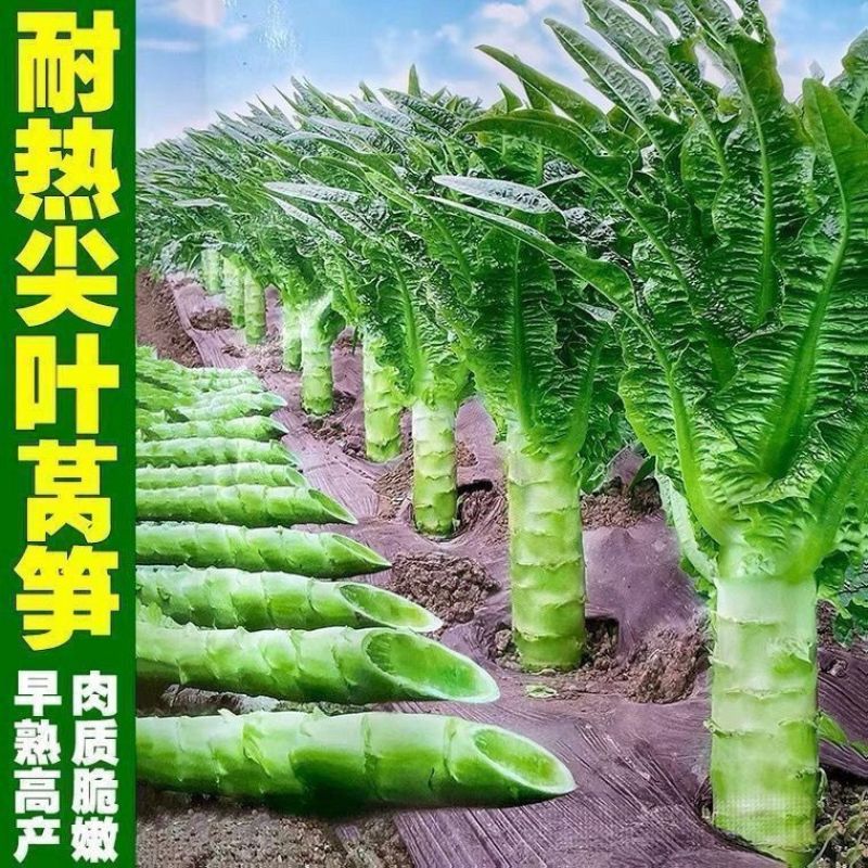 青莴苣苗带土发货
