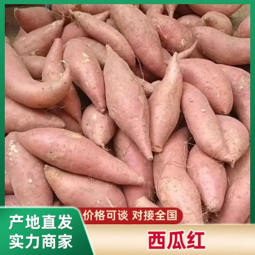 实力供应山东西瓜红大量现货供应全国支持电商团购批发市场！