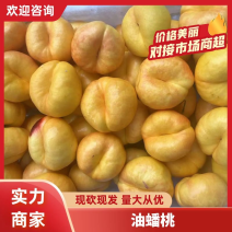山东精品推荐潘油桃油桃黄蟠桃大量有货欢迎咨询！