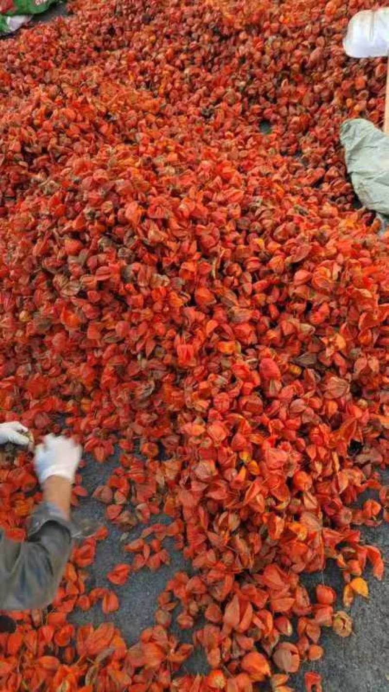 出售红菇娘皮果豆一手货源量大从优欢迎咨询