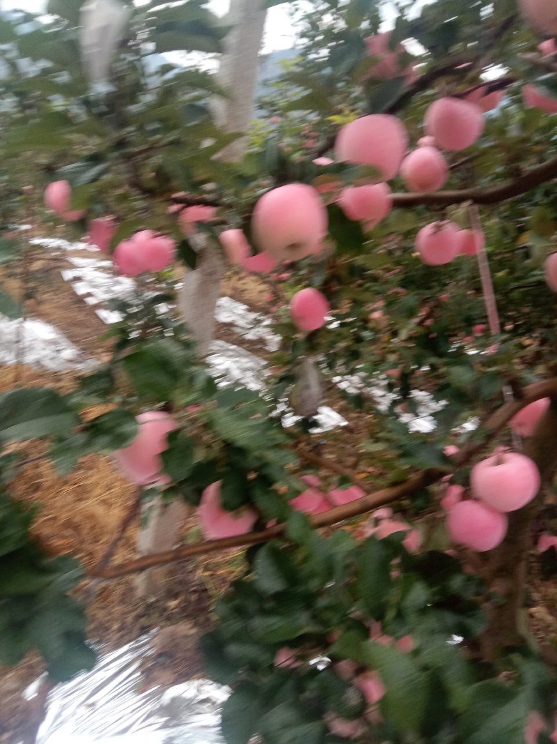 富士苹果