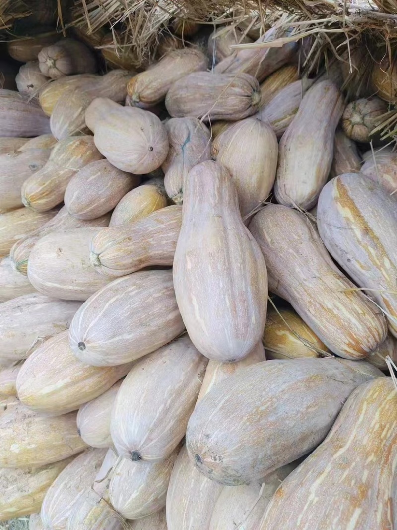 【精选】湖南金韩蜜本南瓜发货量大从优，自产自销欢迎选购
