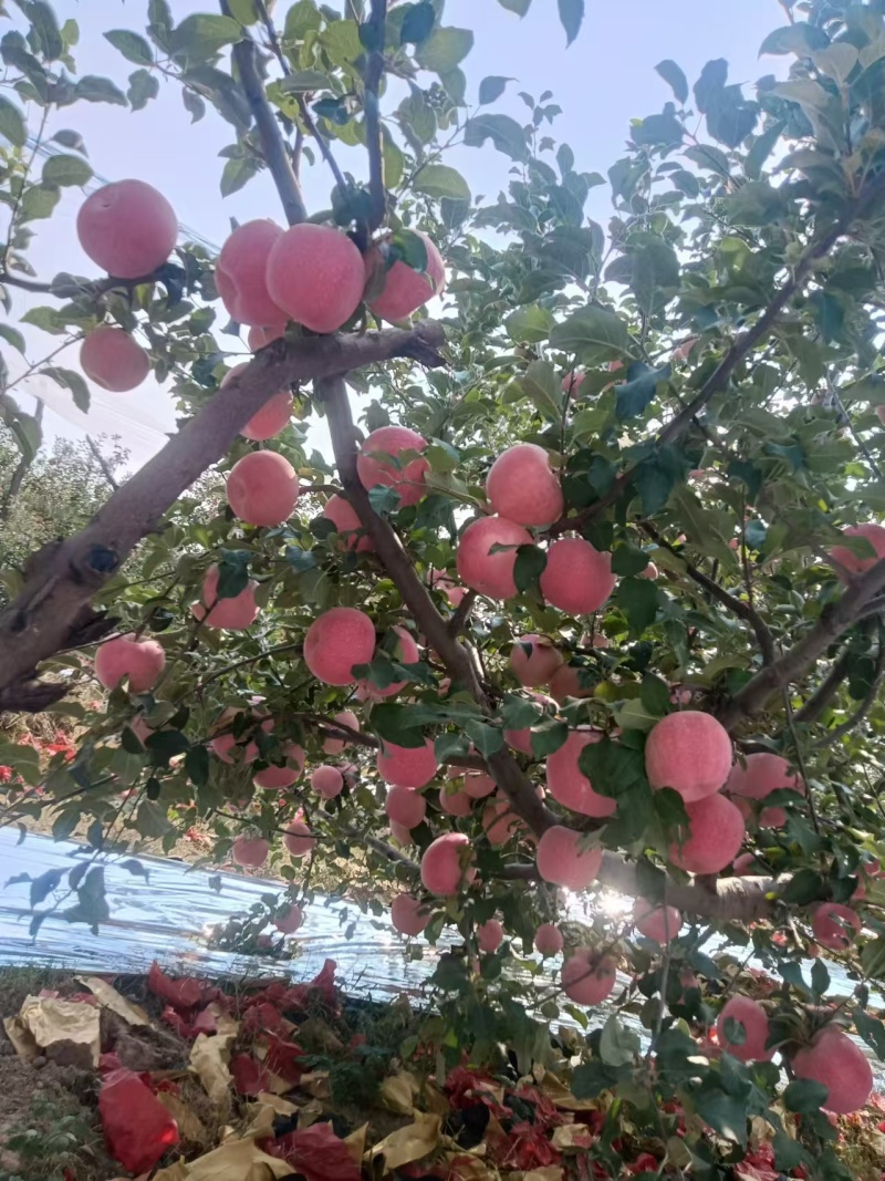 长期供应代办各种优质水果，苹果，库存，代发代收，冷库提货