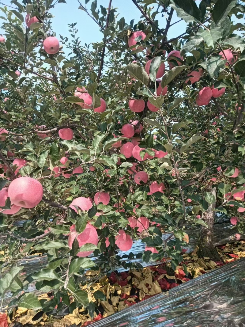 长期供应代办各种优质水果，苹果，库存，代发代收，冷库提货