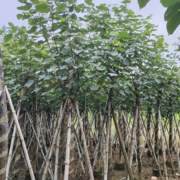 大量低价出售5-8-10-12公分黄槿