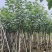 大量低价出售5-8-10-12公分黄槿