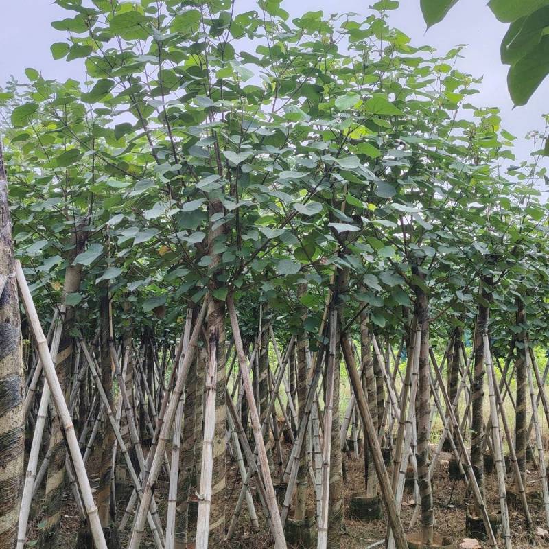 大量低价出售5-8-10-12公分黄槿