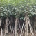 大量低价出售5-8-10-12公分黄槿