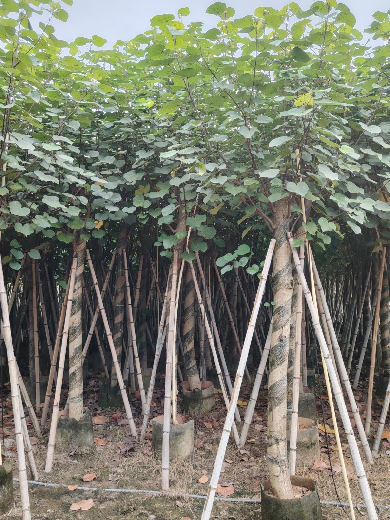 大量低价出售5-8-10-12公分黄槿