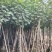 大量低价出售5-8-10-12公分黄槿