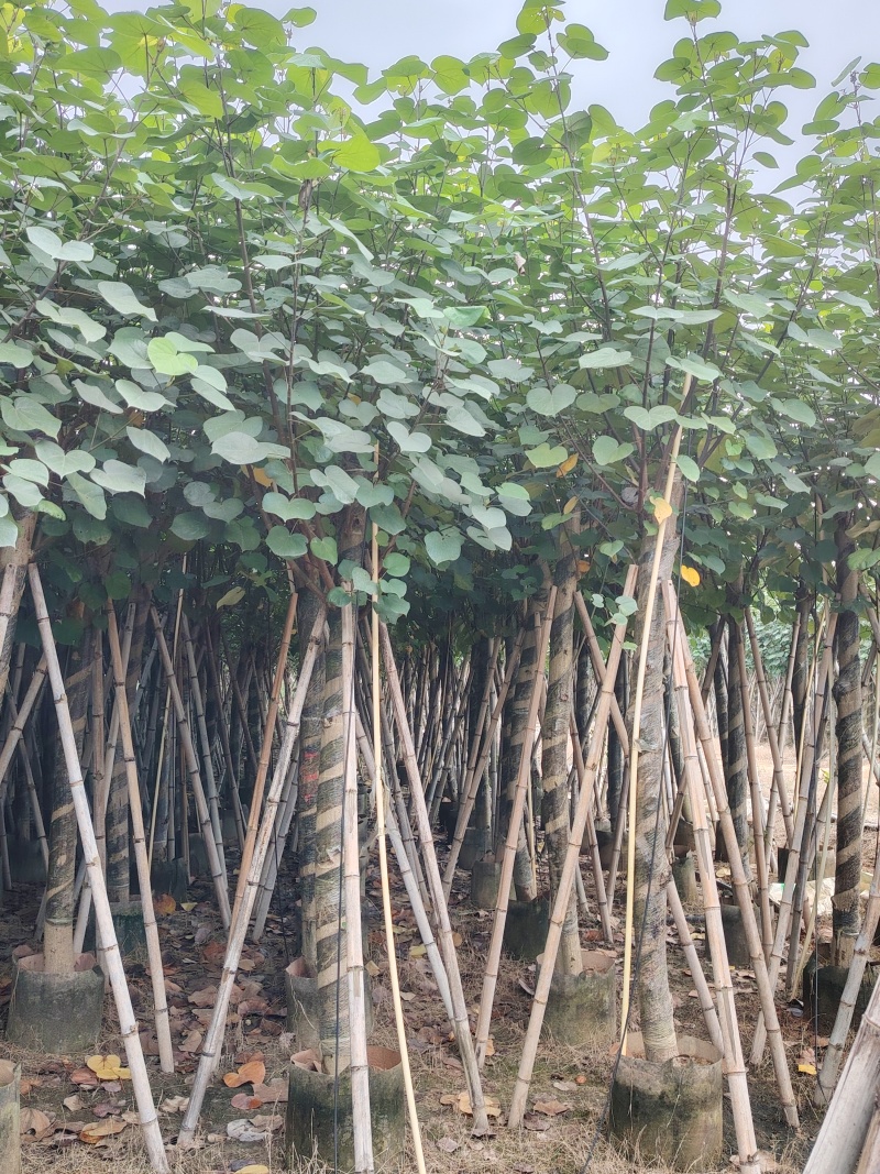 大量低价出售5-8-10-12公分黄槿