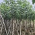大量低价出售5-8-10-12公分黄槿