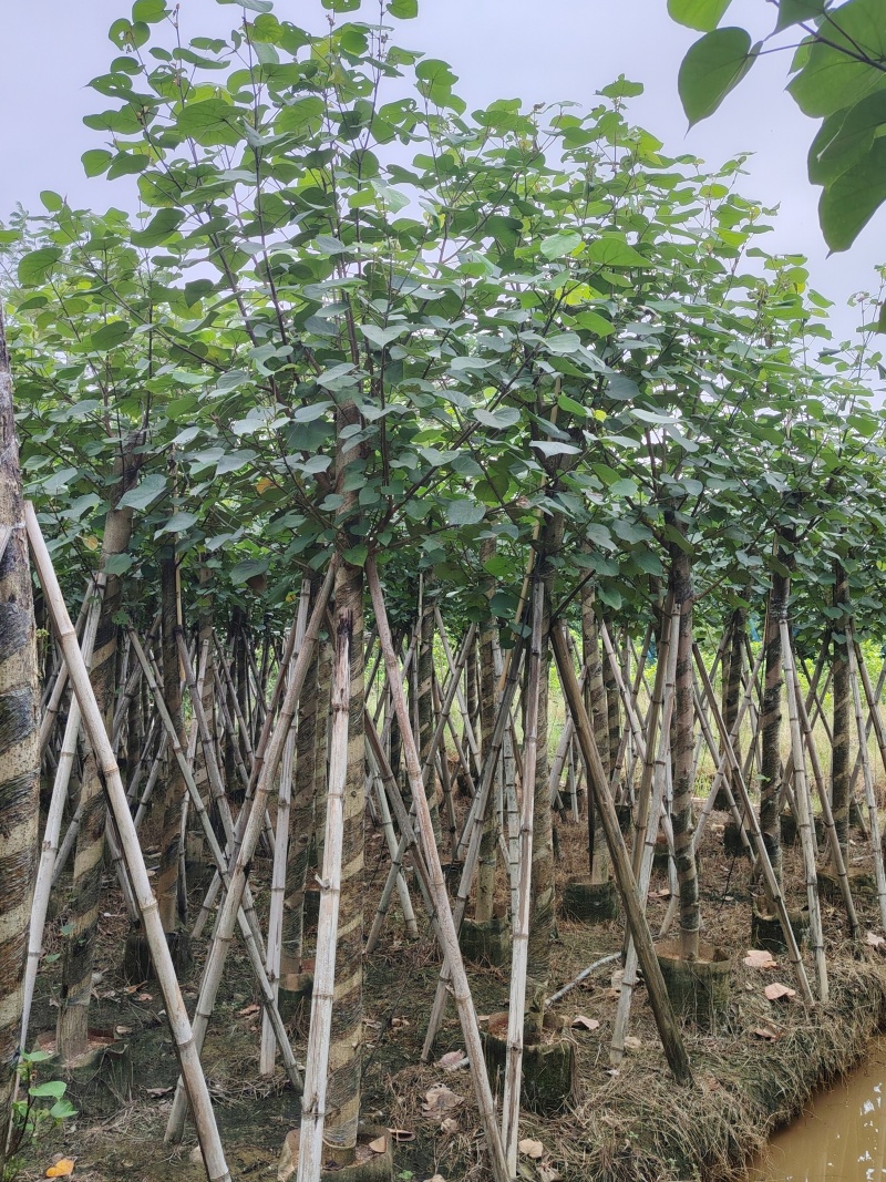 大量低价出售5-8-10-12公分黄槿