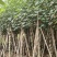 大量低价出售5-8-10-12公分黄槿