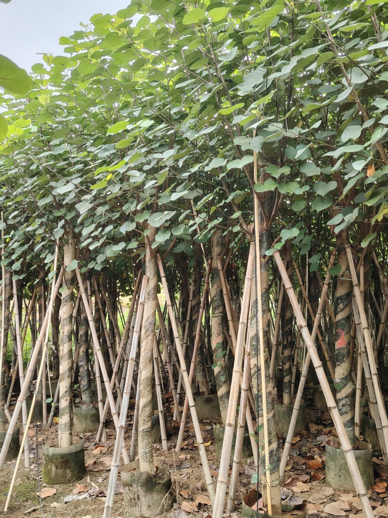 大量低价出售5-8-10-12公分黄槿