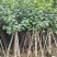 大量低价出售5-8-10-12公分黄槿